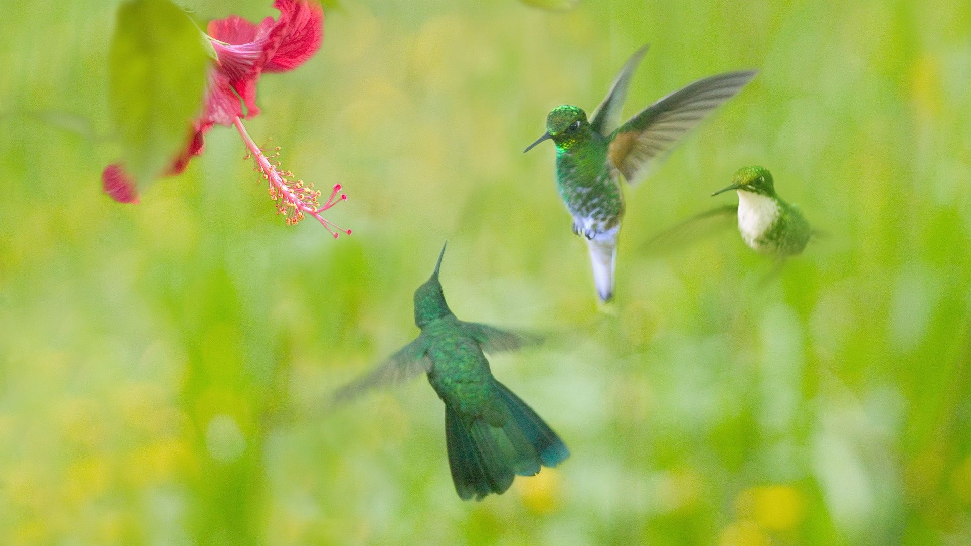 Hummingbird Flower Wings