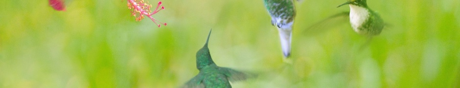 Hummingbird Flower Wings