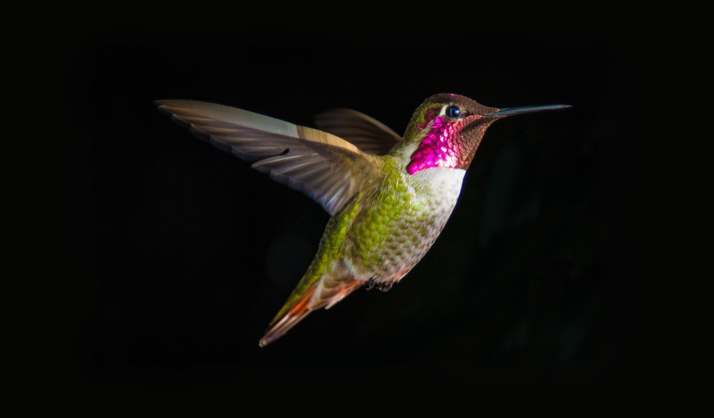 Hummingbird In Flight