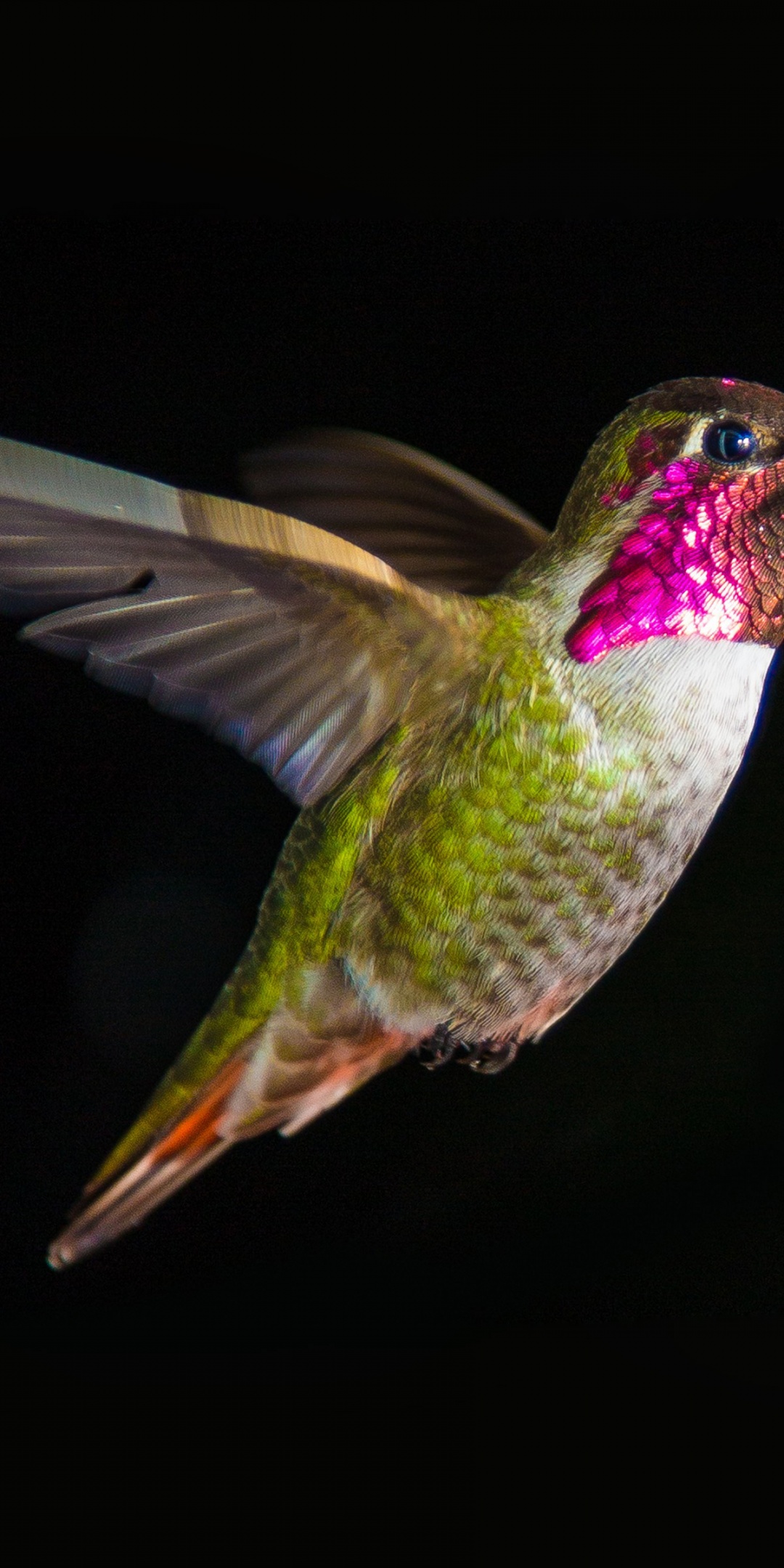 Hummingbird In Flight