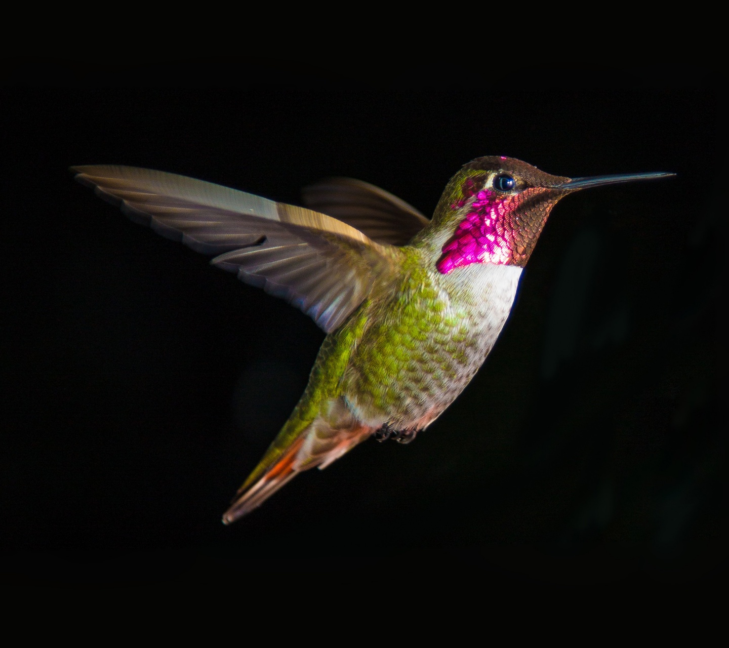 Hummingbird In Flight