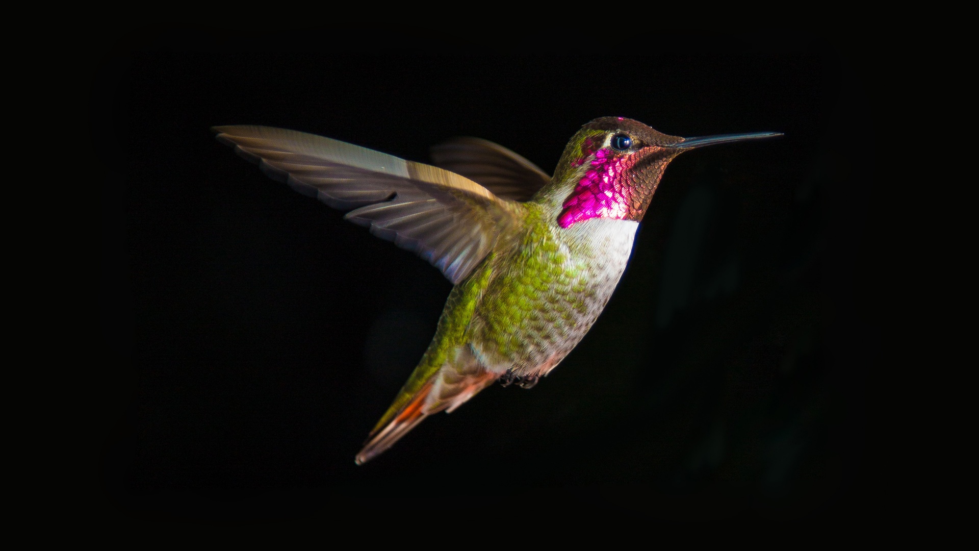 Hummingbird In Flight