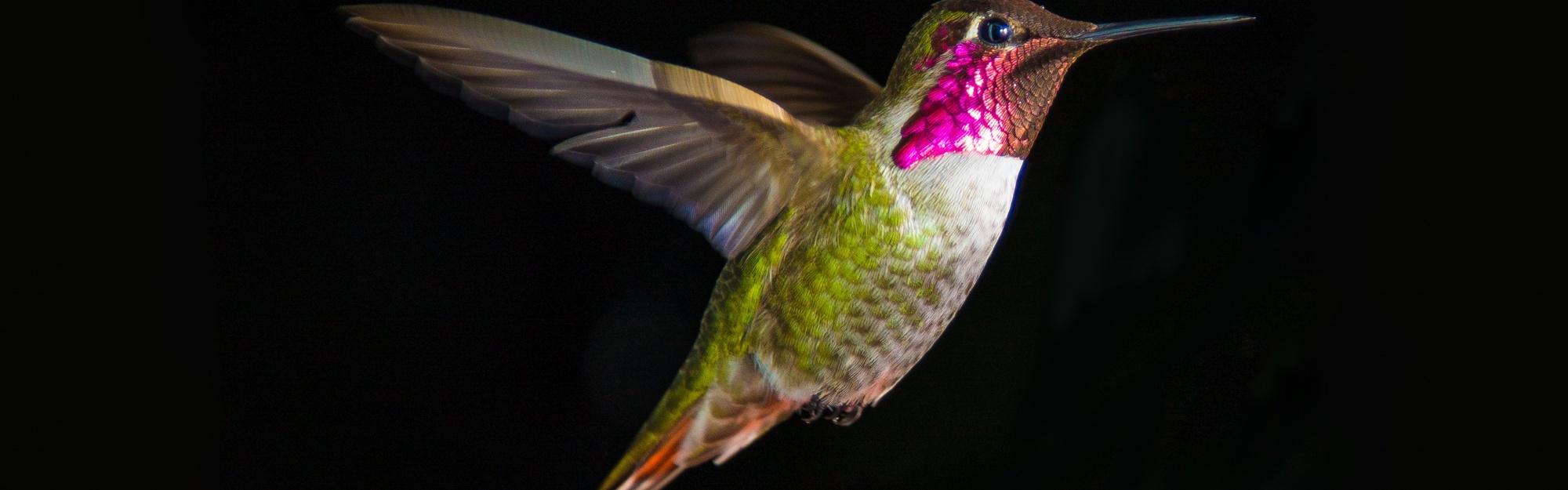 Hummingbird In Flight