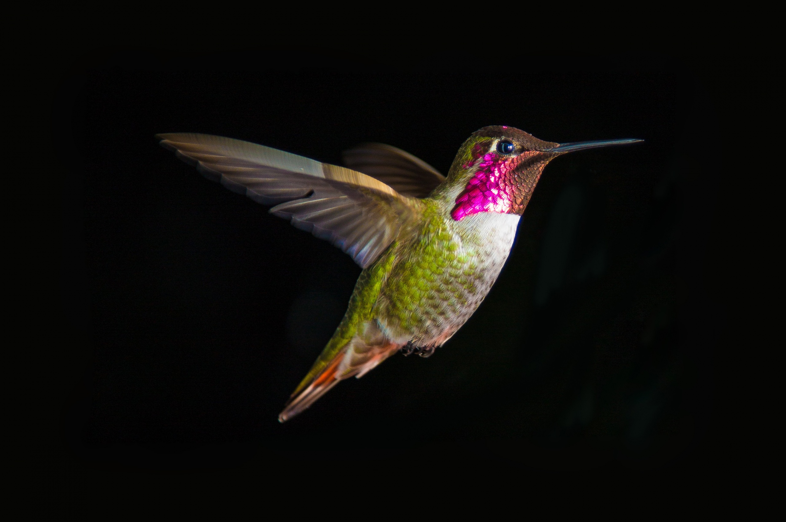 Hummingbird In Flight