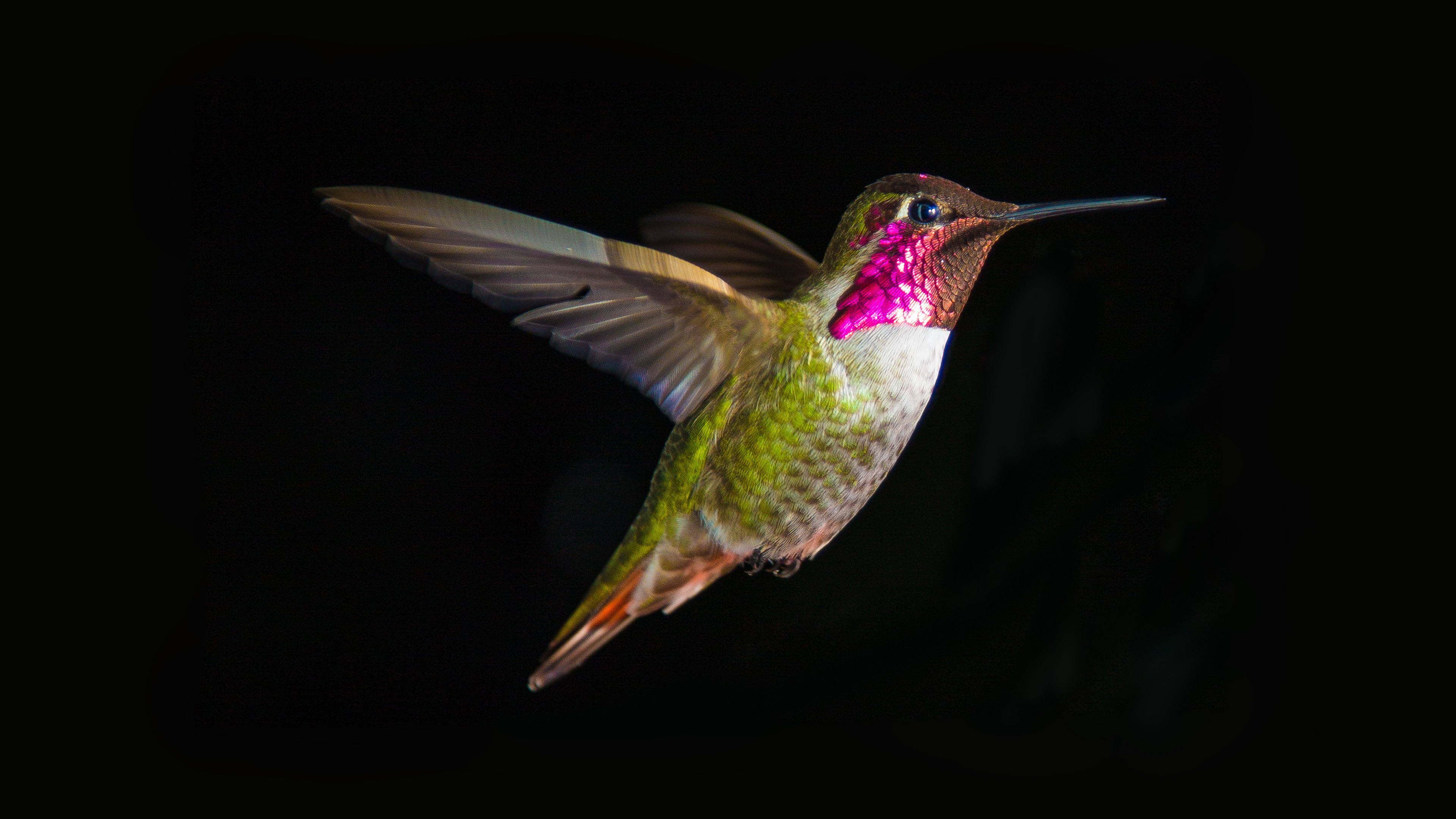 Hummingbird In Flight