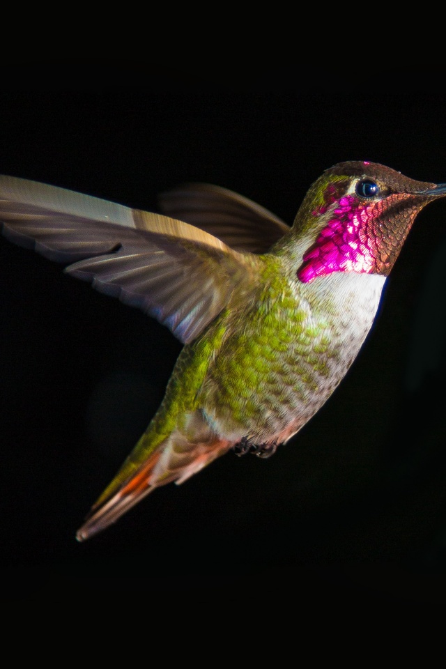 Hummingbird In Flight