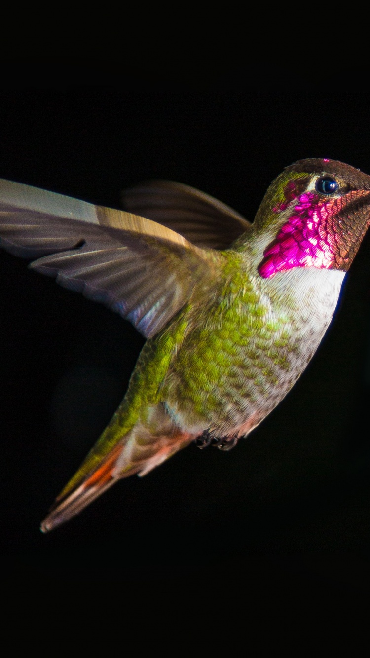 Hummingbird In Flight