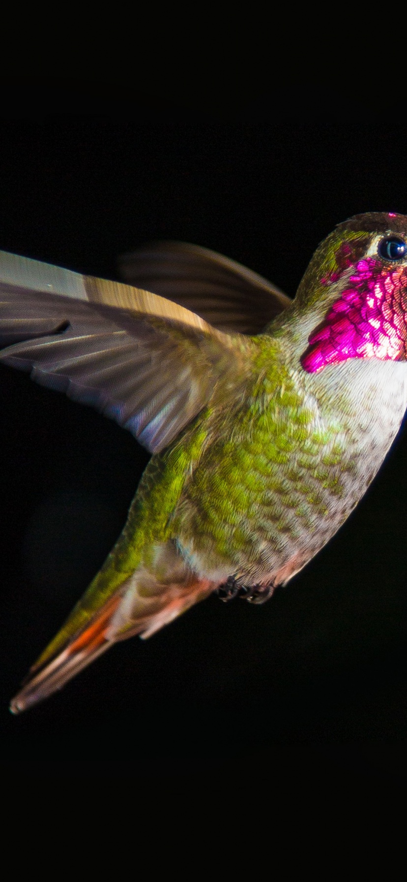 Hummingbird In Flight