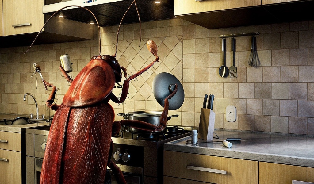 Humor Funny Bug Kitchen Cooking Photomanipulations