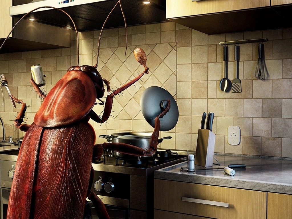 Humor Funny Bug Kitchen Cooking Photomanipulations