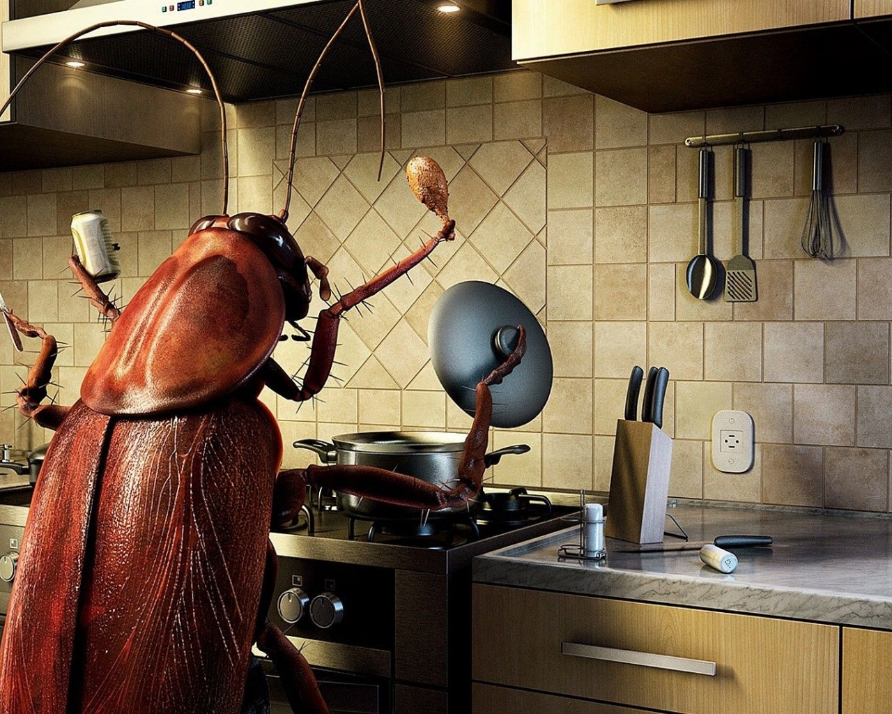 Humor Funny Bug Kitchen Cooking Photomanipulations