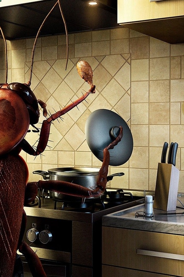 Humor Funny Bug Kitchen Cooking Photomanipulations