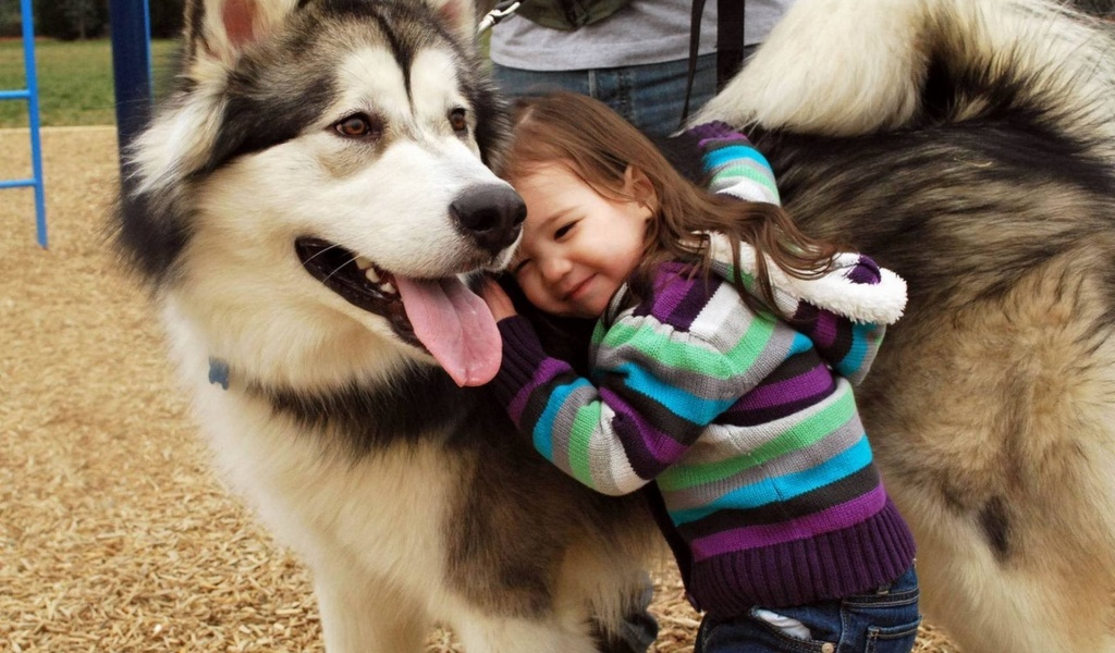 Husky And The Little Kid