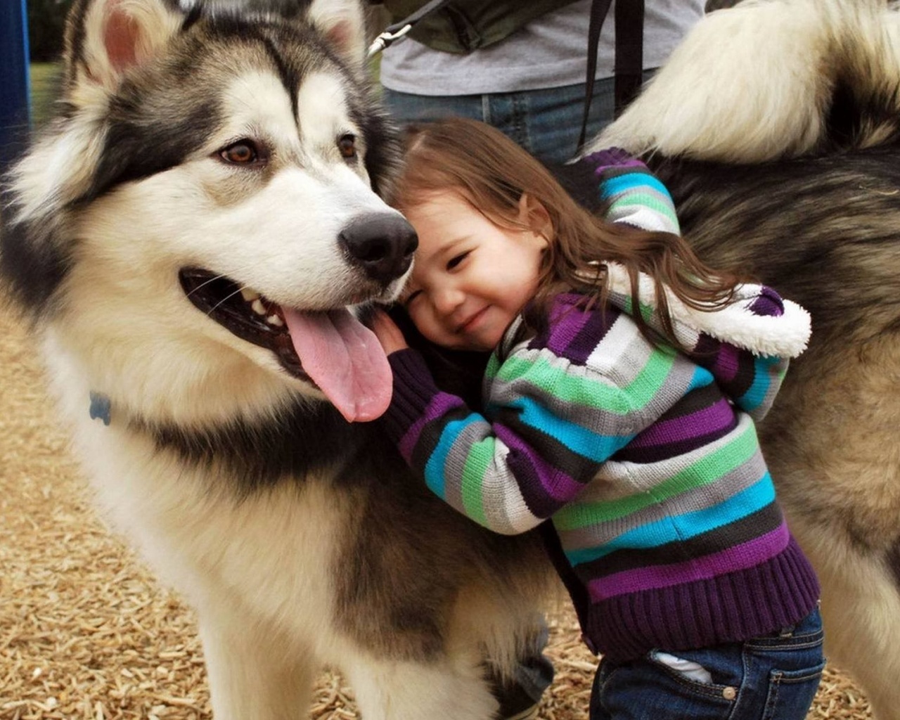 Husky And The Little Kid