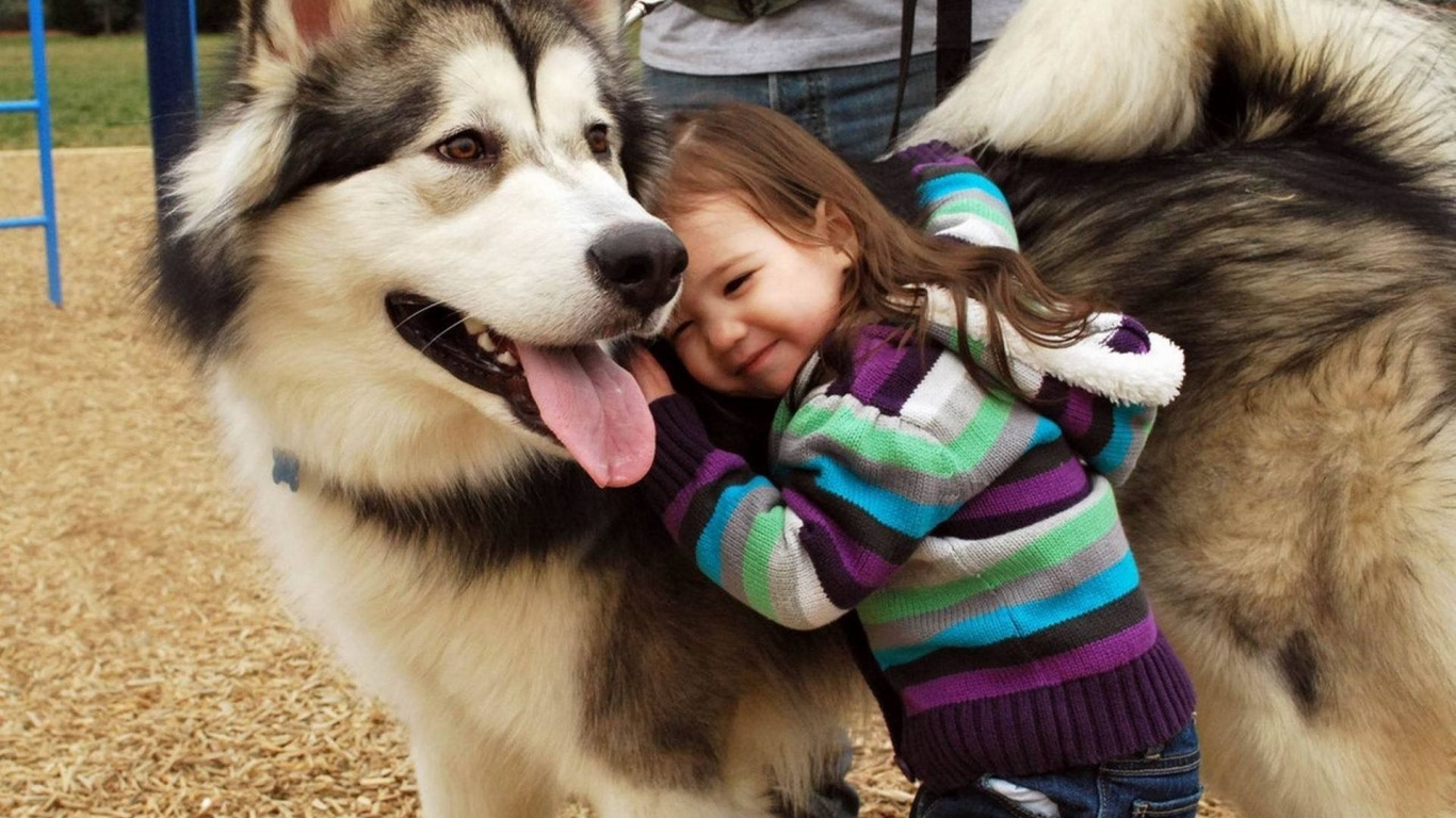 Husky And The Little Kid