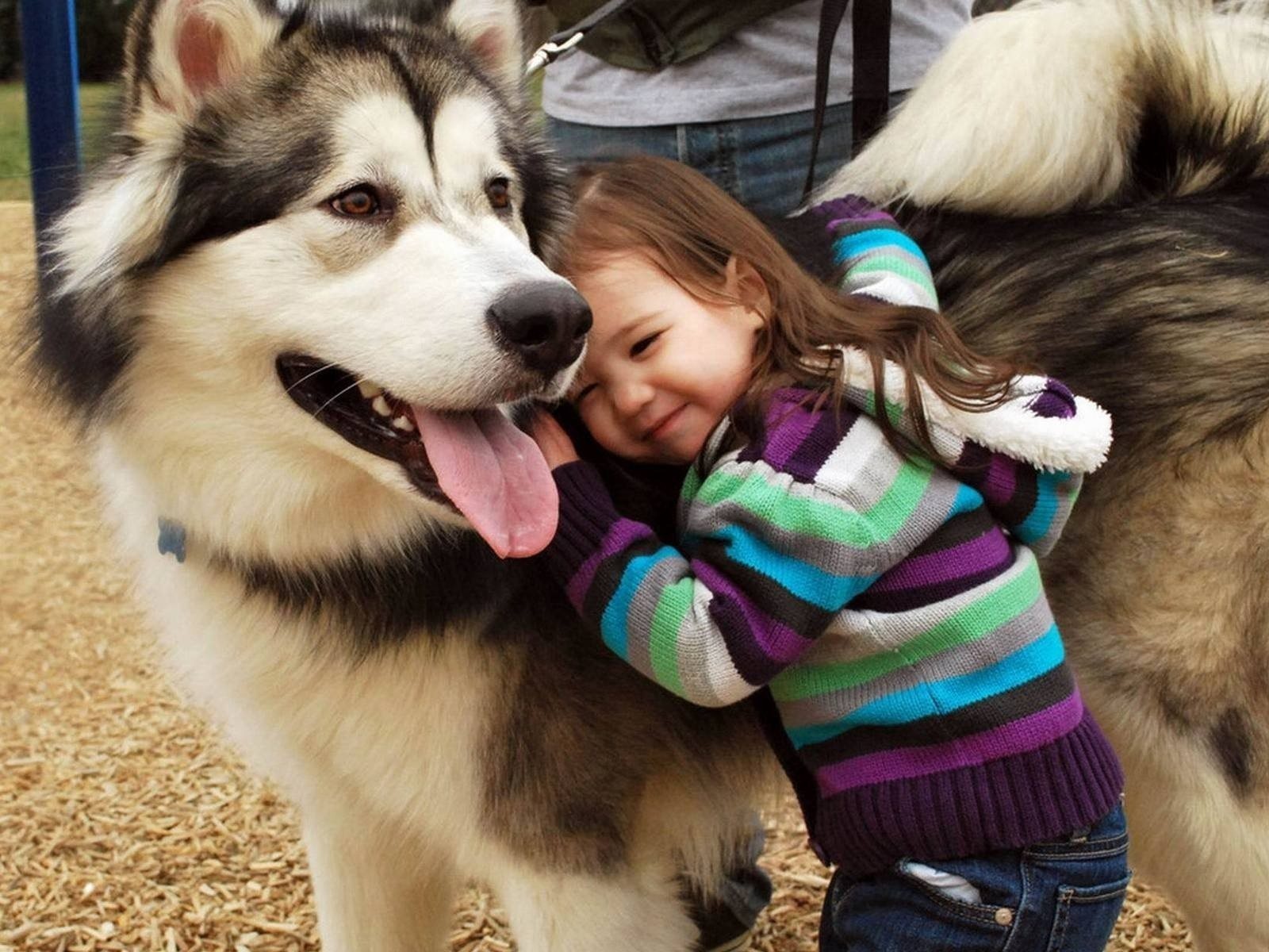 Husky And The Little Kid