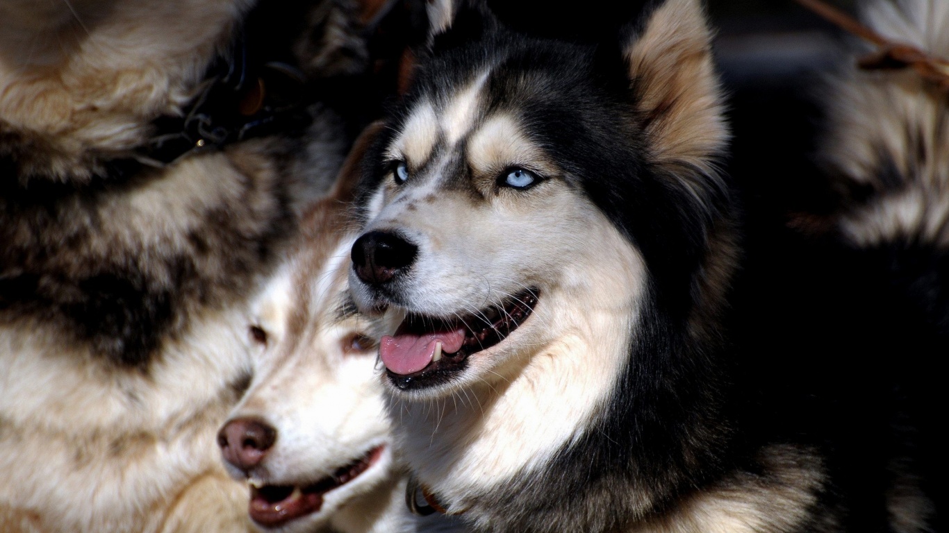 Husky Dogs