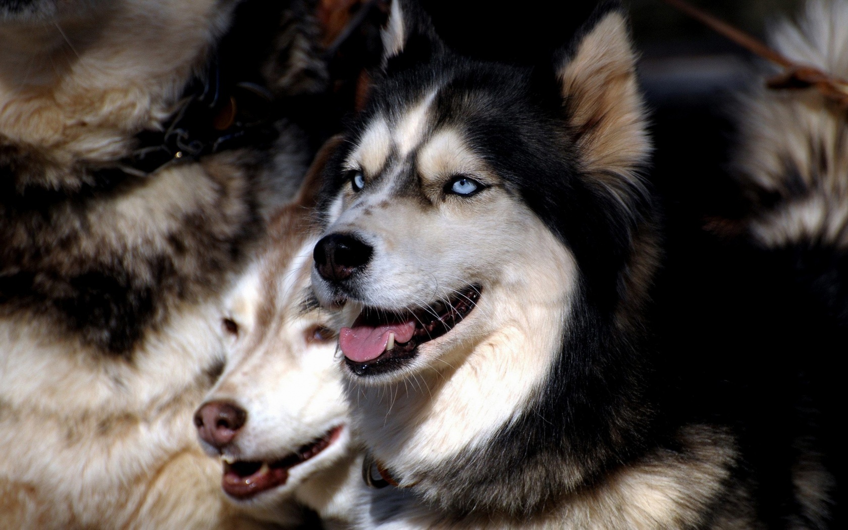 Husky Dogs