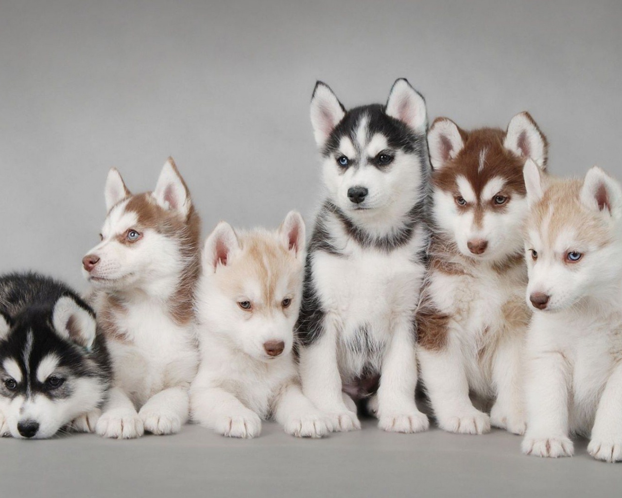 Husky Puppy Cute Animal