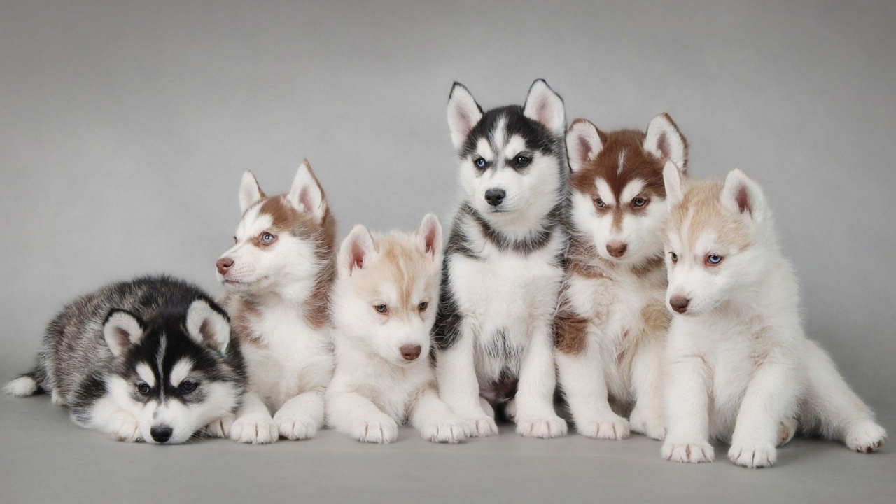 Husky Puppy Cute Animal