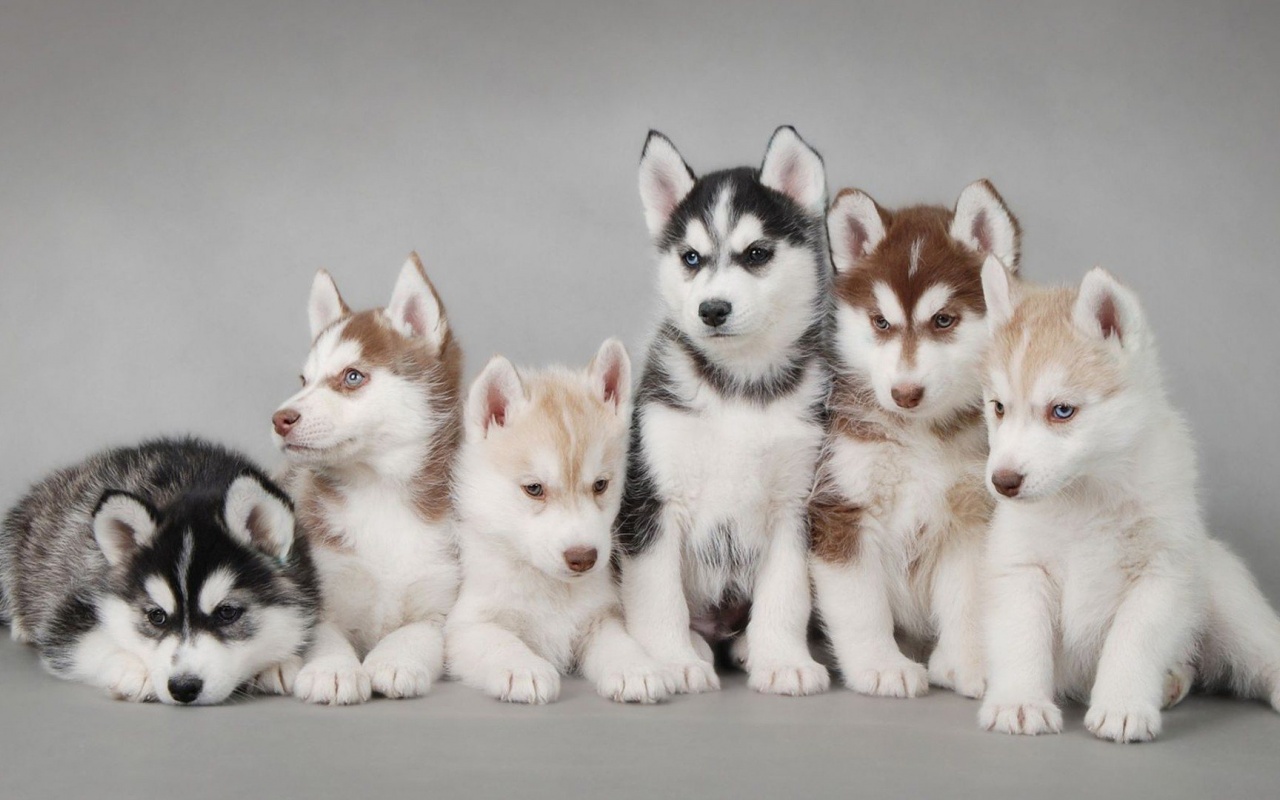 Husky Puppy Cute Animal