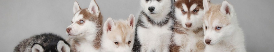 Husky Puppy Cute Animal