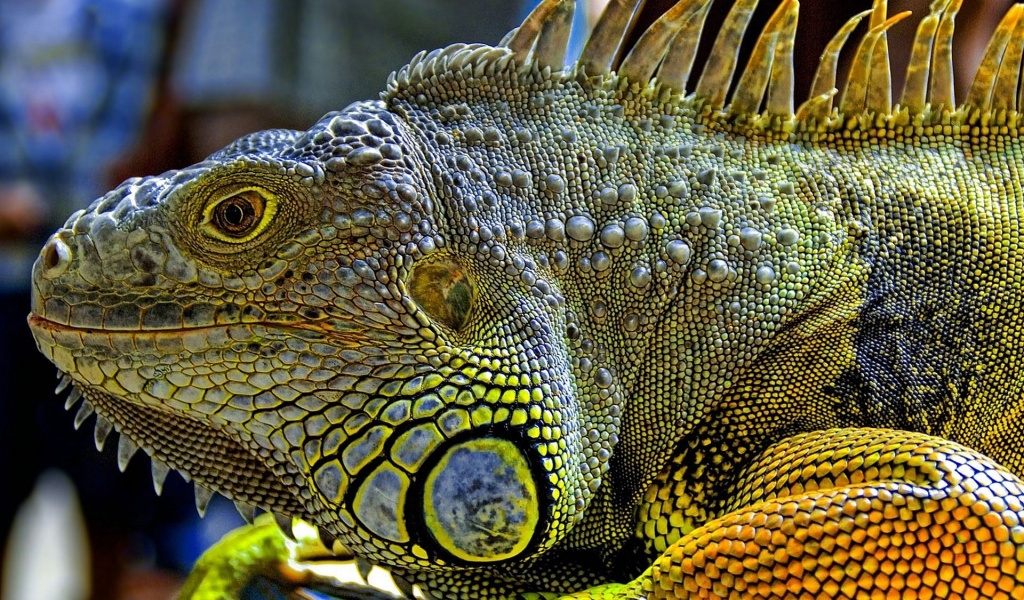 Iguana