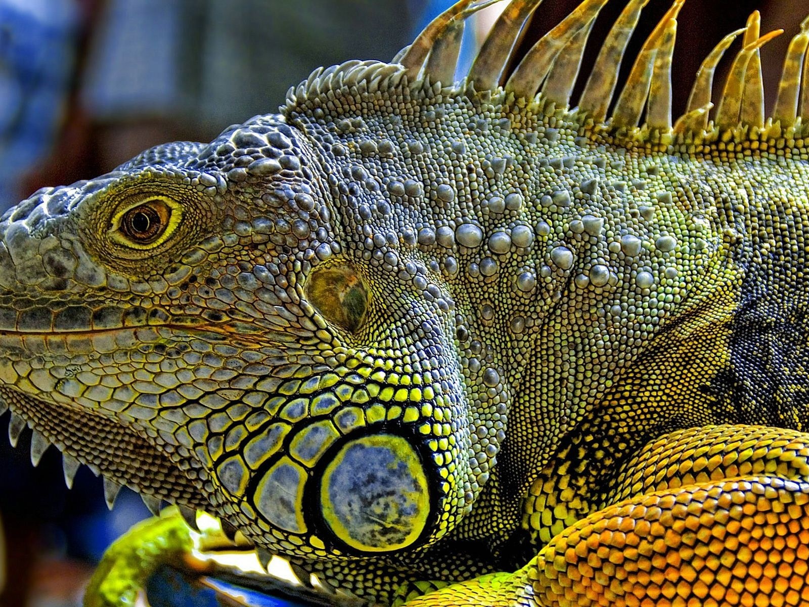 Iguana