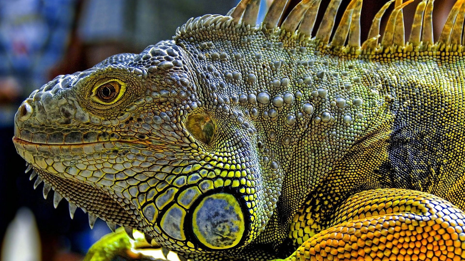 Iguana