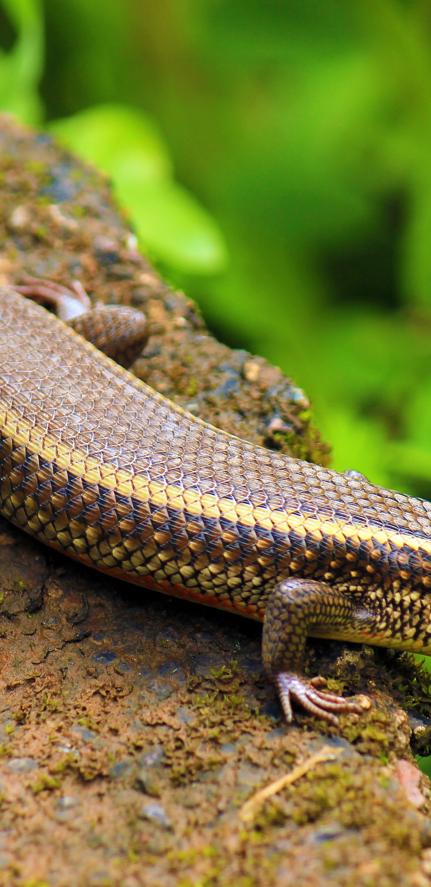 Indian Skink