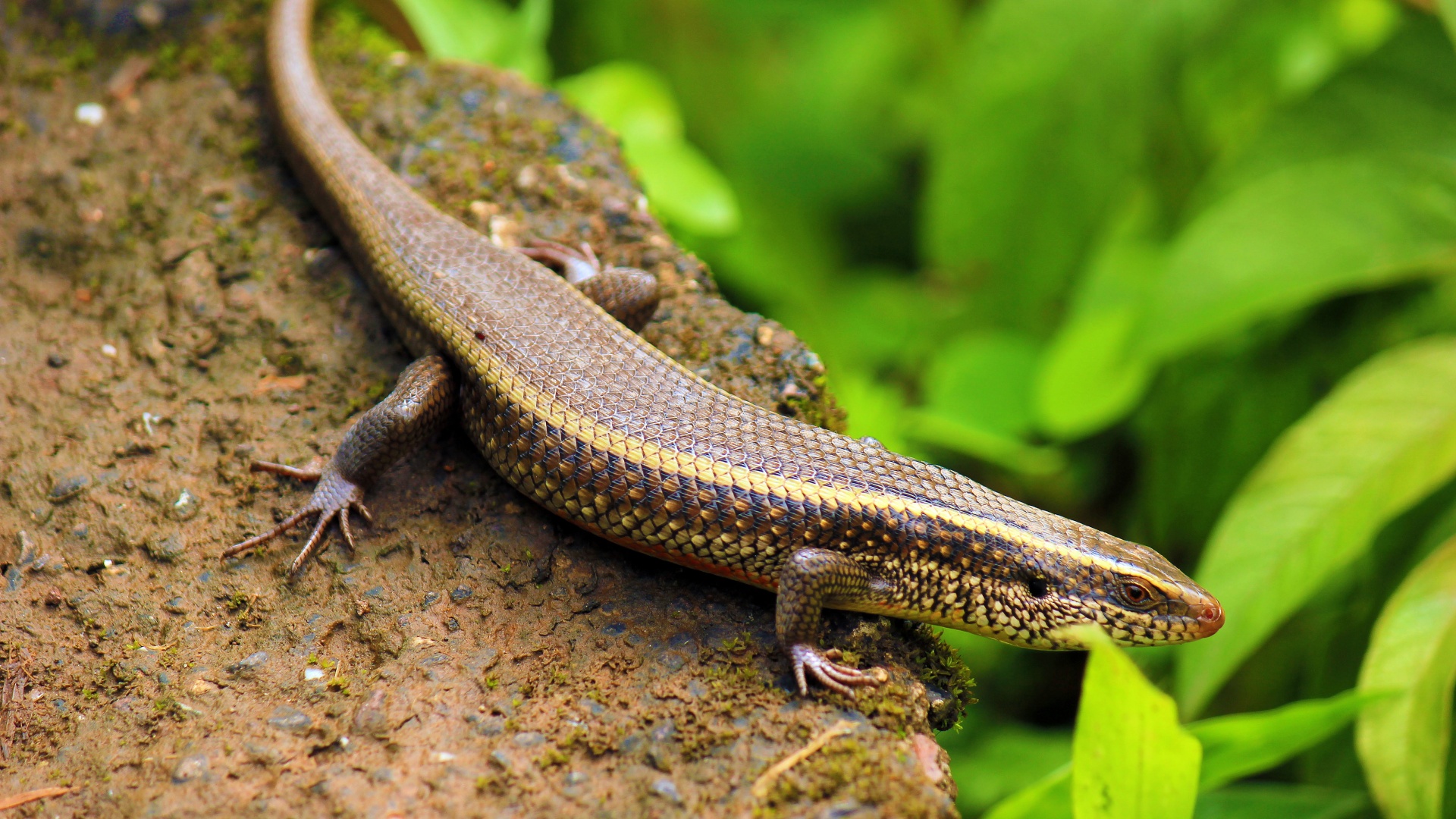 Indian Skink