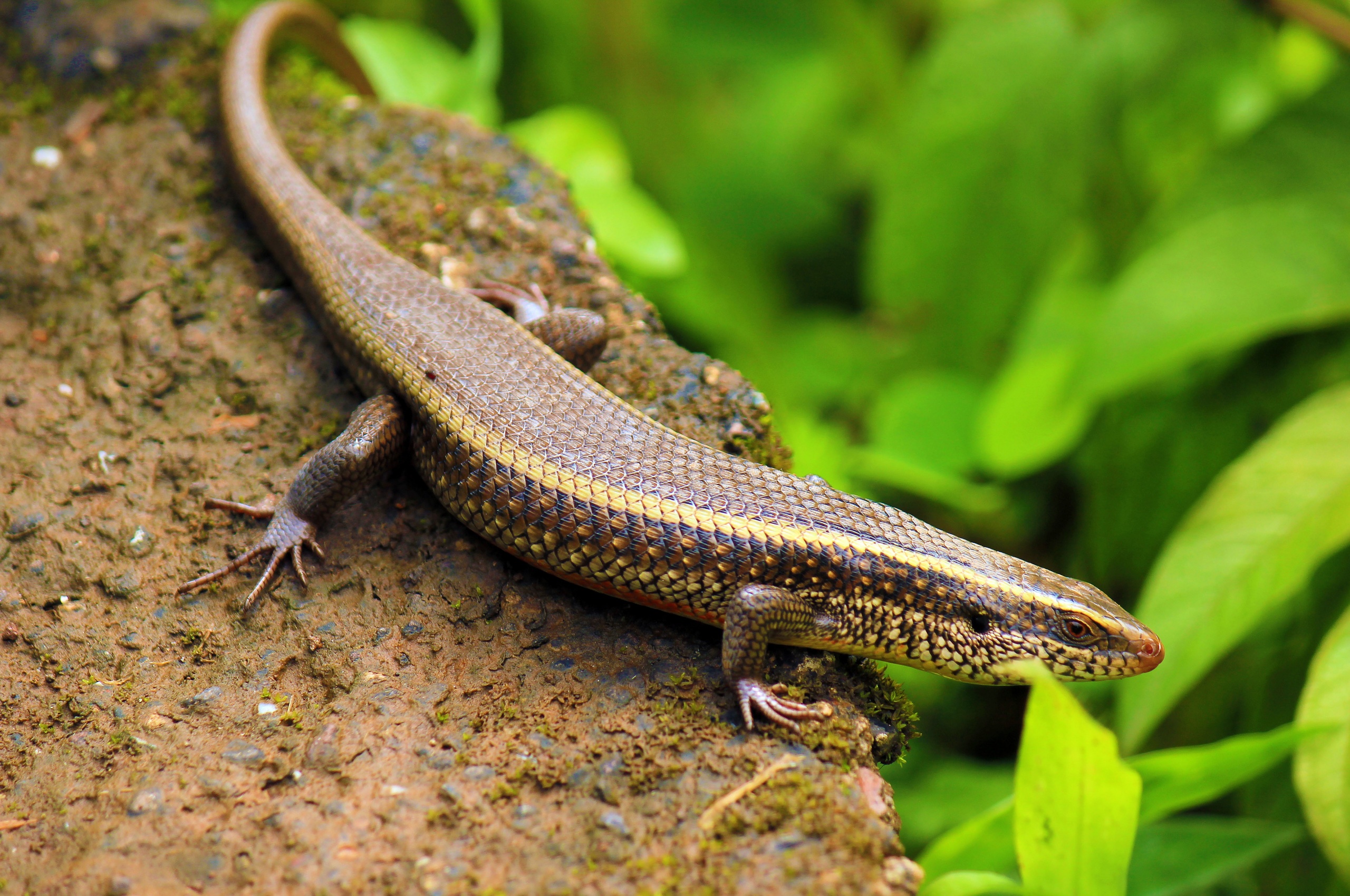 Indian Skink