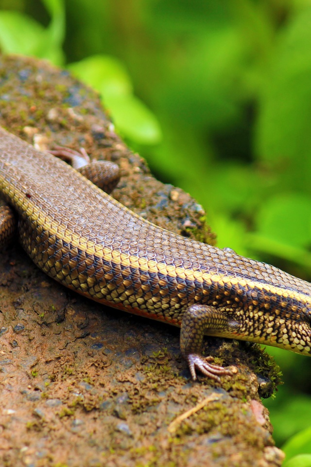 Indian Skink