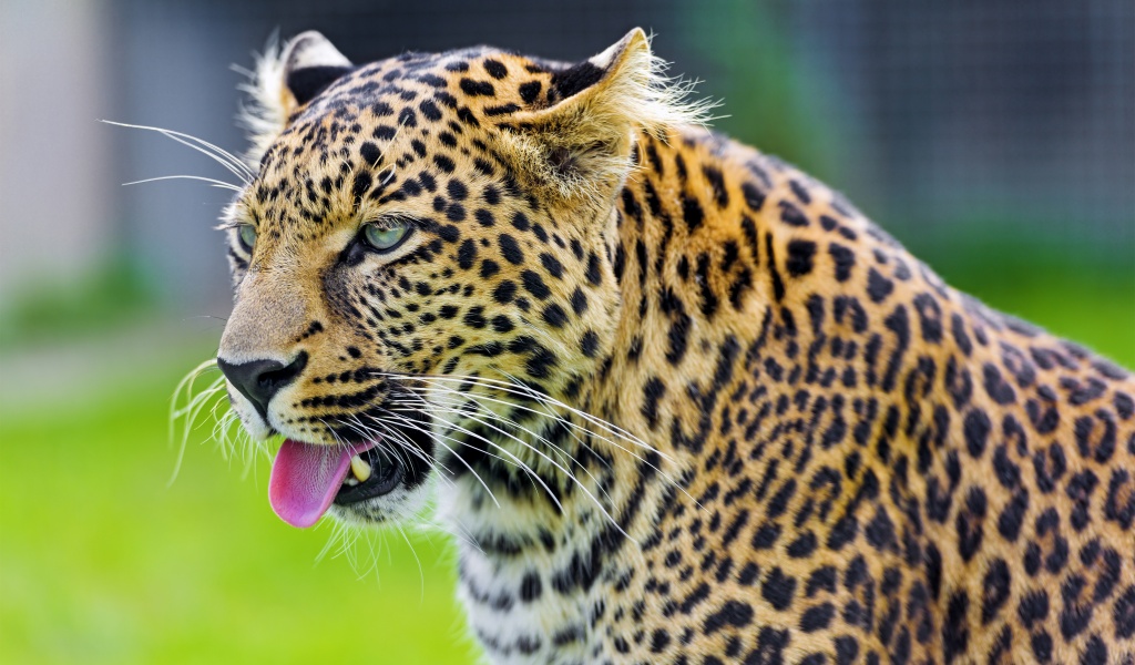 Jaguar Show His Tongue