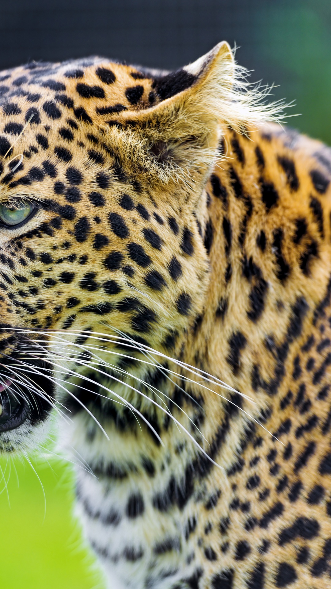 Jaguar Show His Tongue