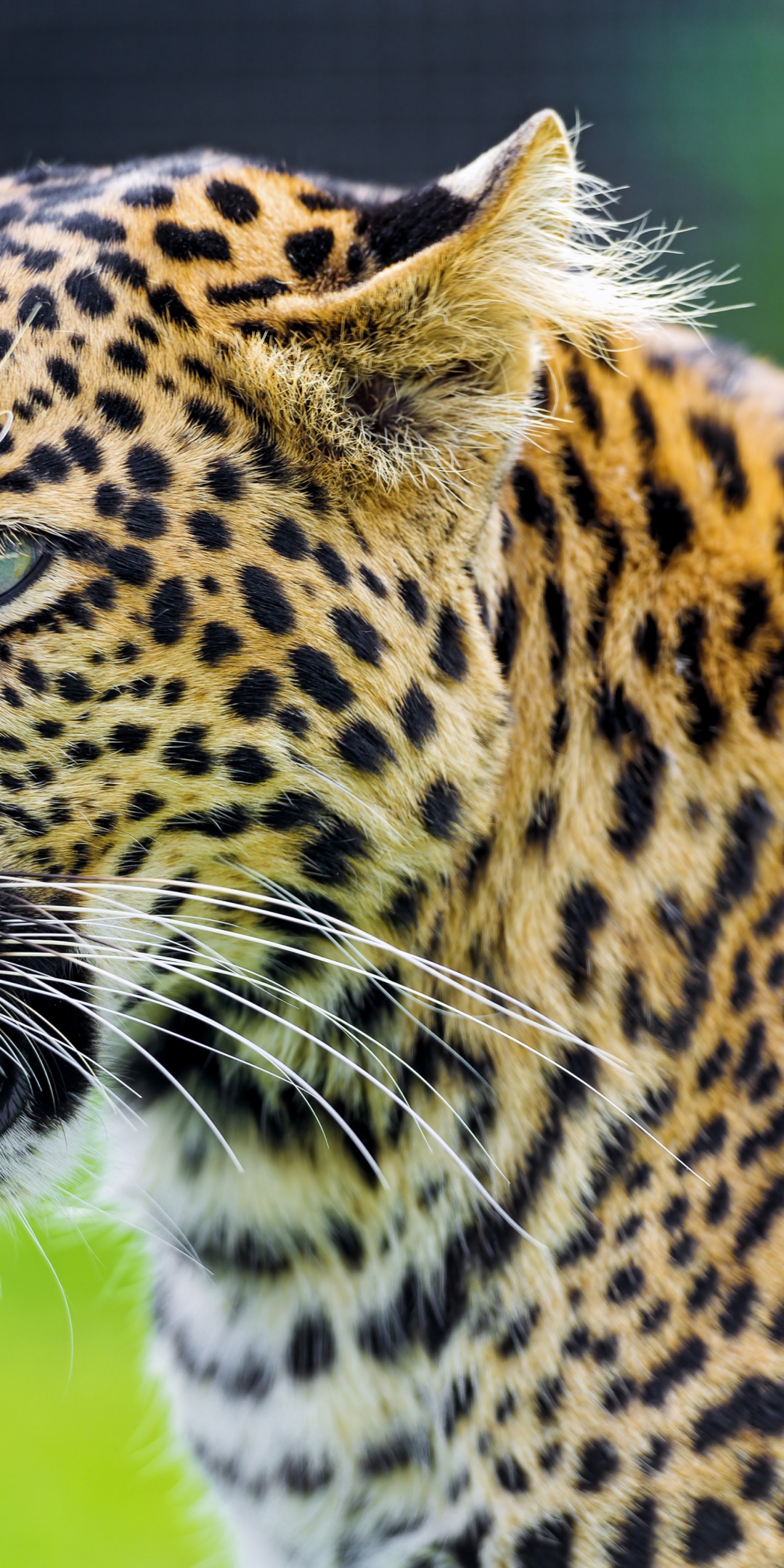 Jaguar Show His Tongue