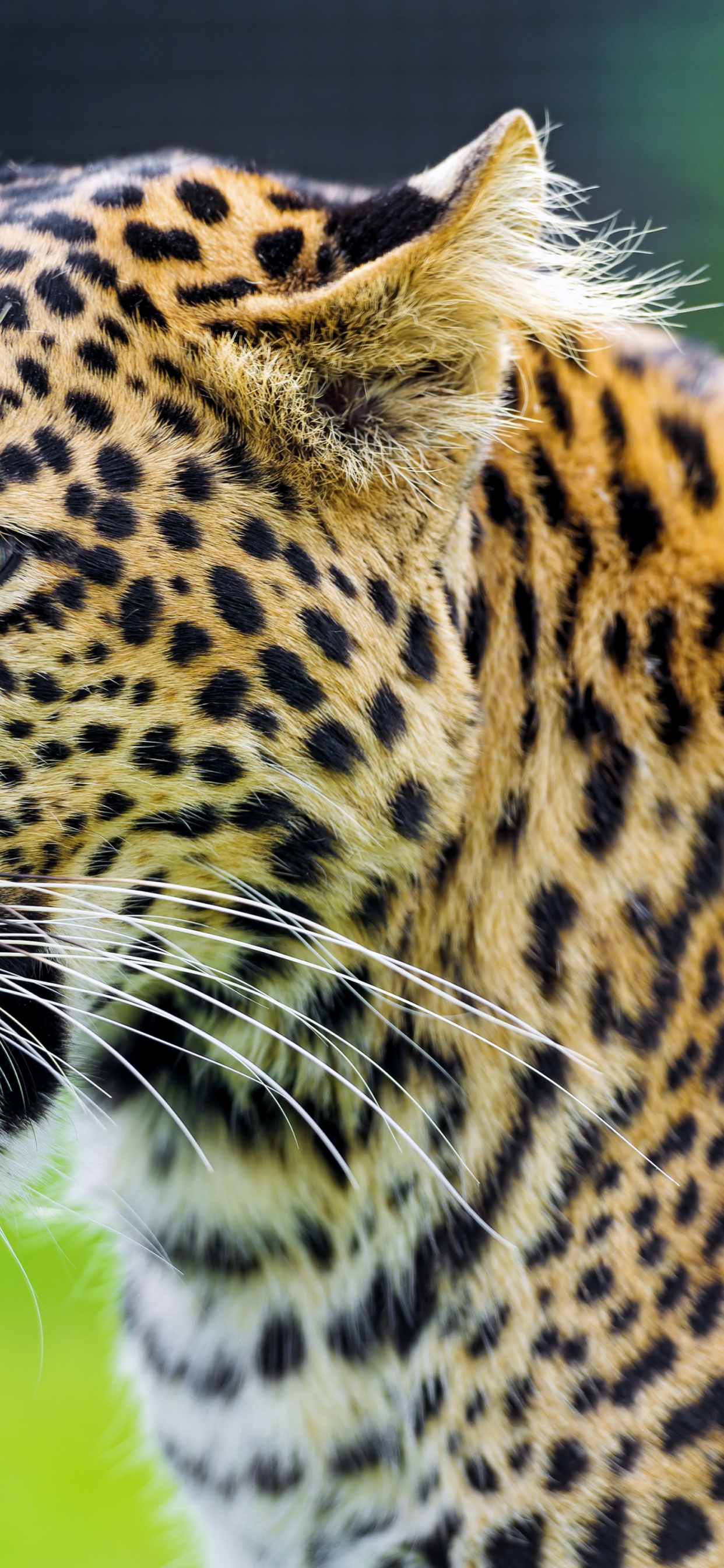 Jaguar Show His Tongue