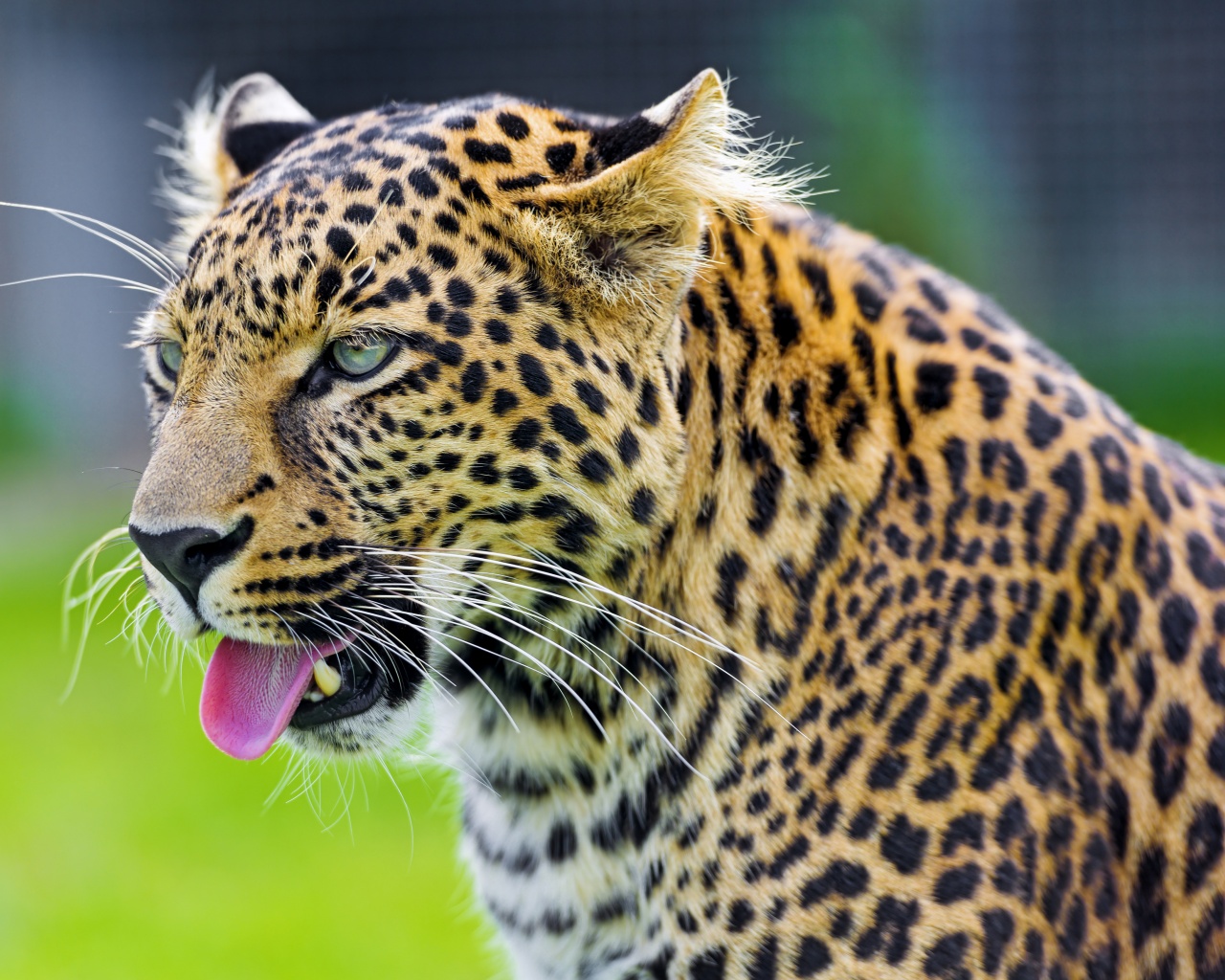 Jaguar Show His Tongue