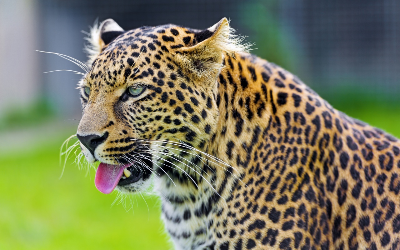 Jaguar Show His Tongue