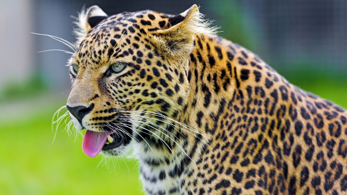 Jaguar Show His Tongue