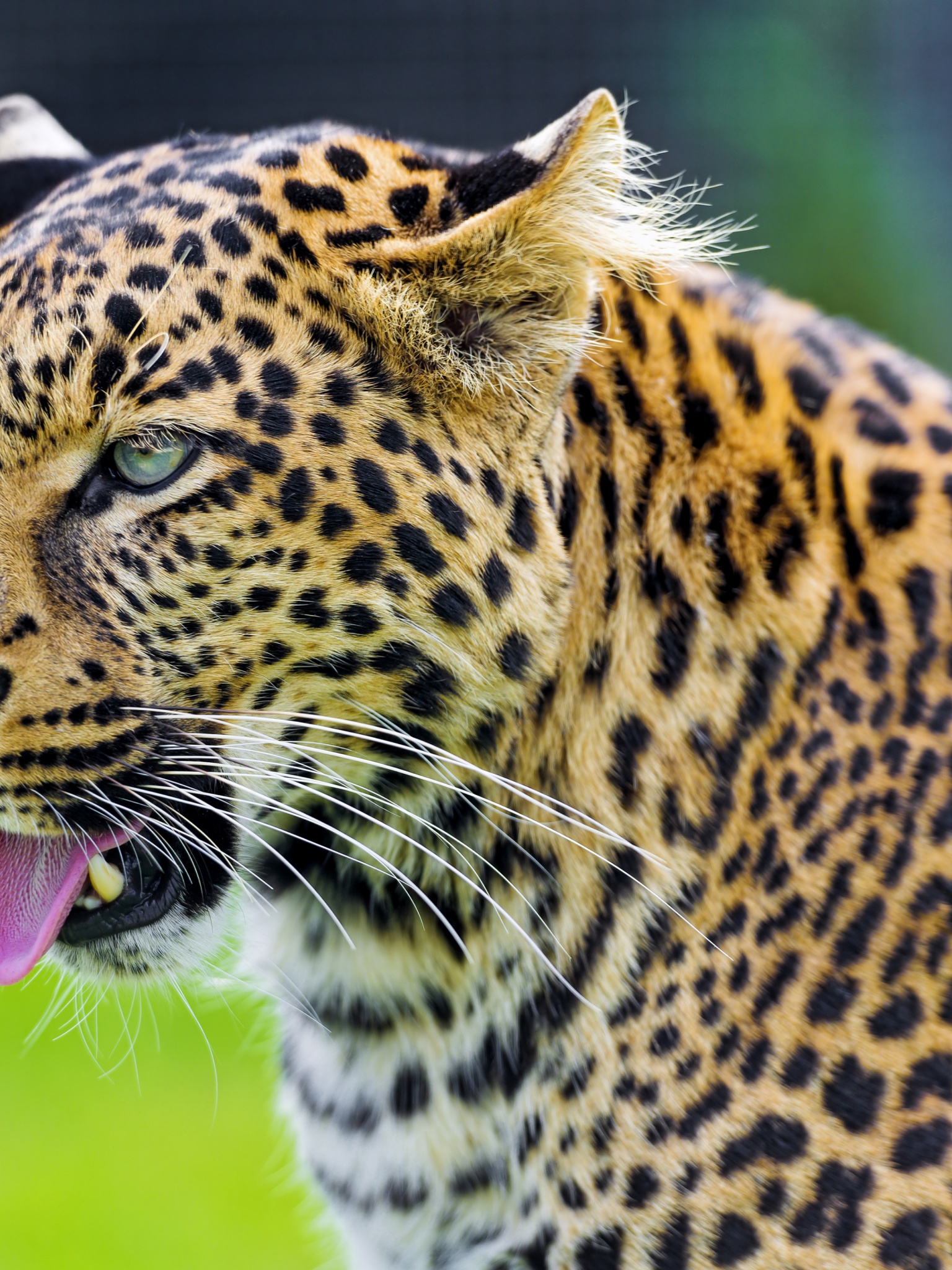 Jaguar Show His Tongue