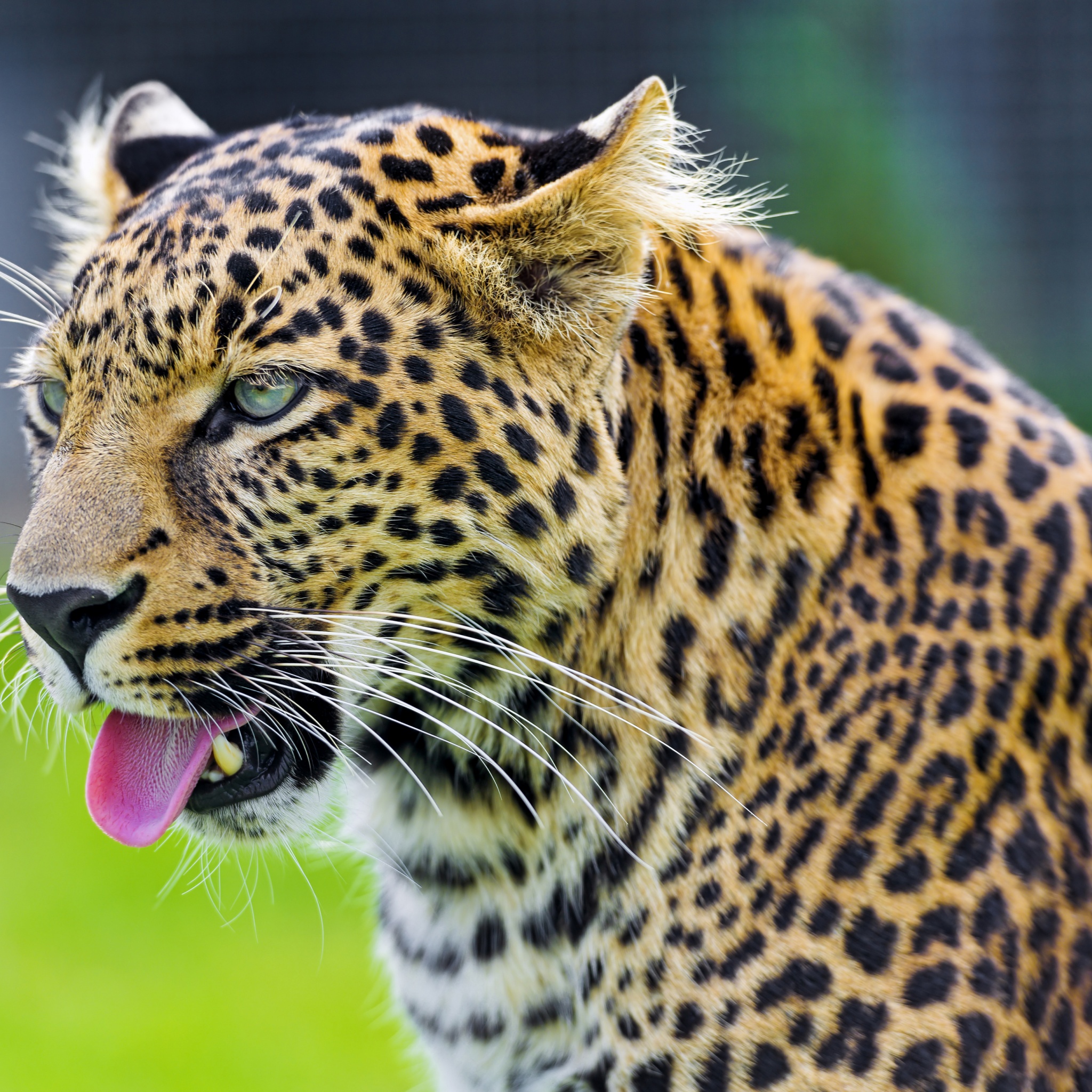 Jaguar Show His Tongue