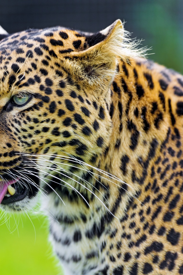 Jaguar Show His Tongue