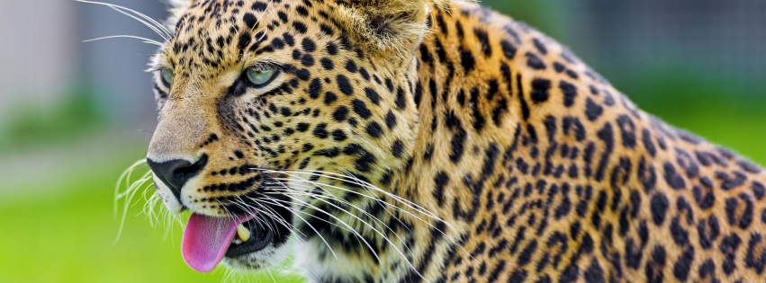 Jaguar Show His Tongue