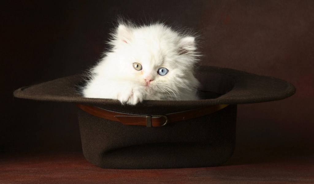 Kitten In A Hat Animal