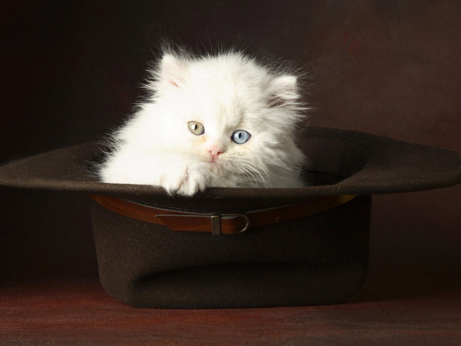 Kitten In A Hat Animal