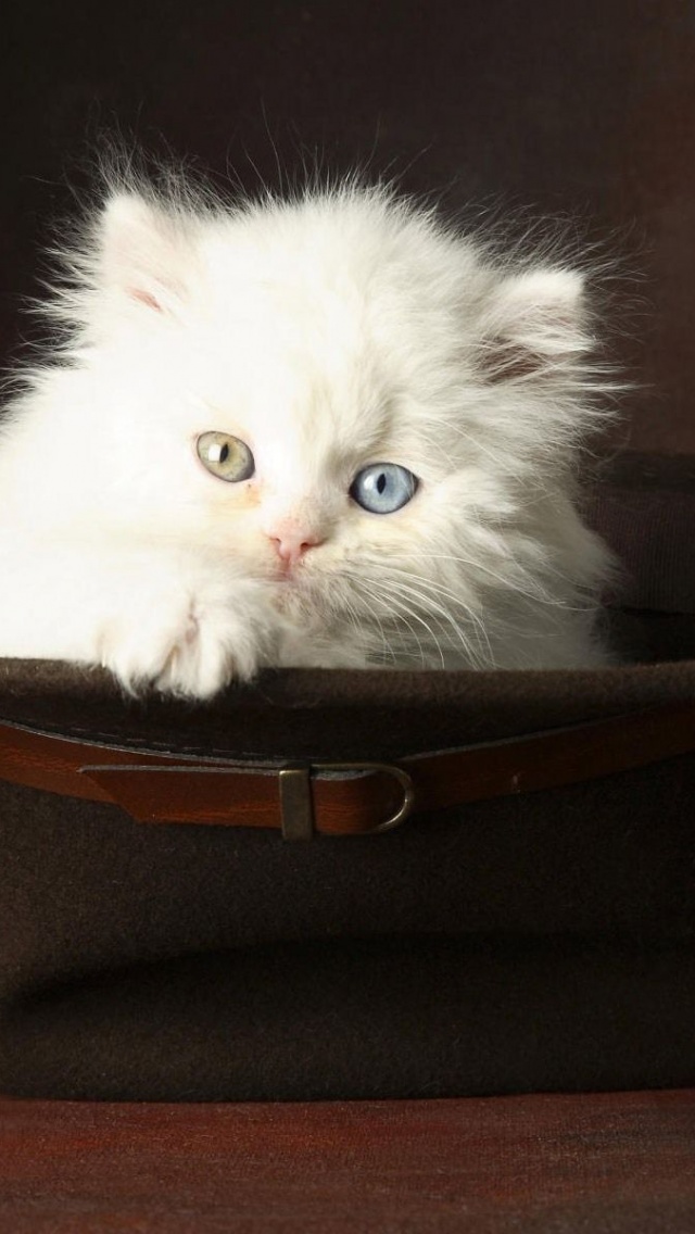 Kitten In A Hat Animal