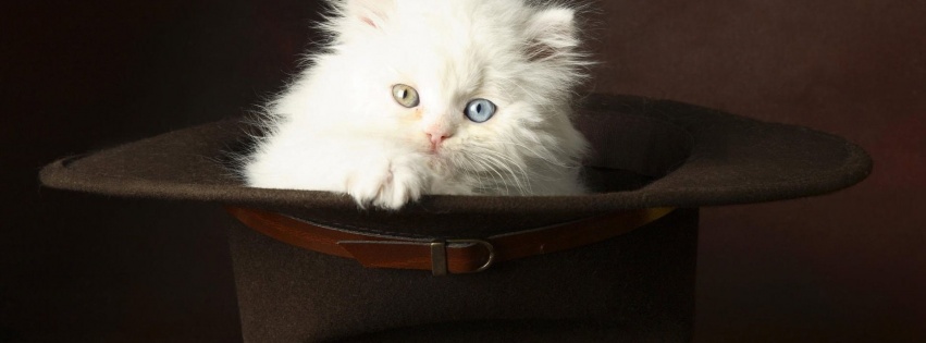 Kitten In A Hat Animal