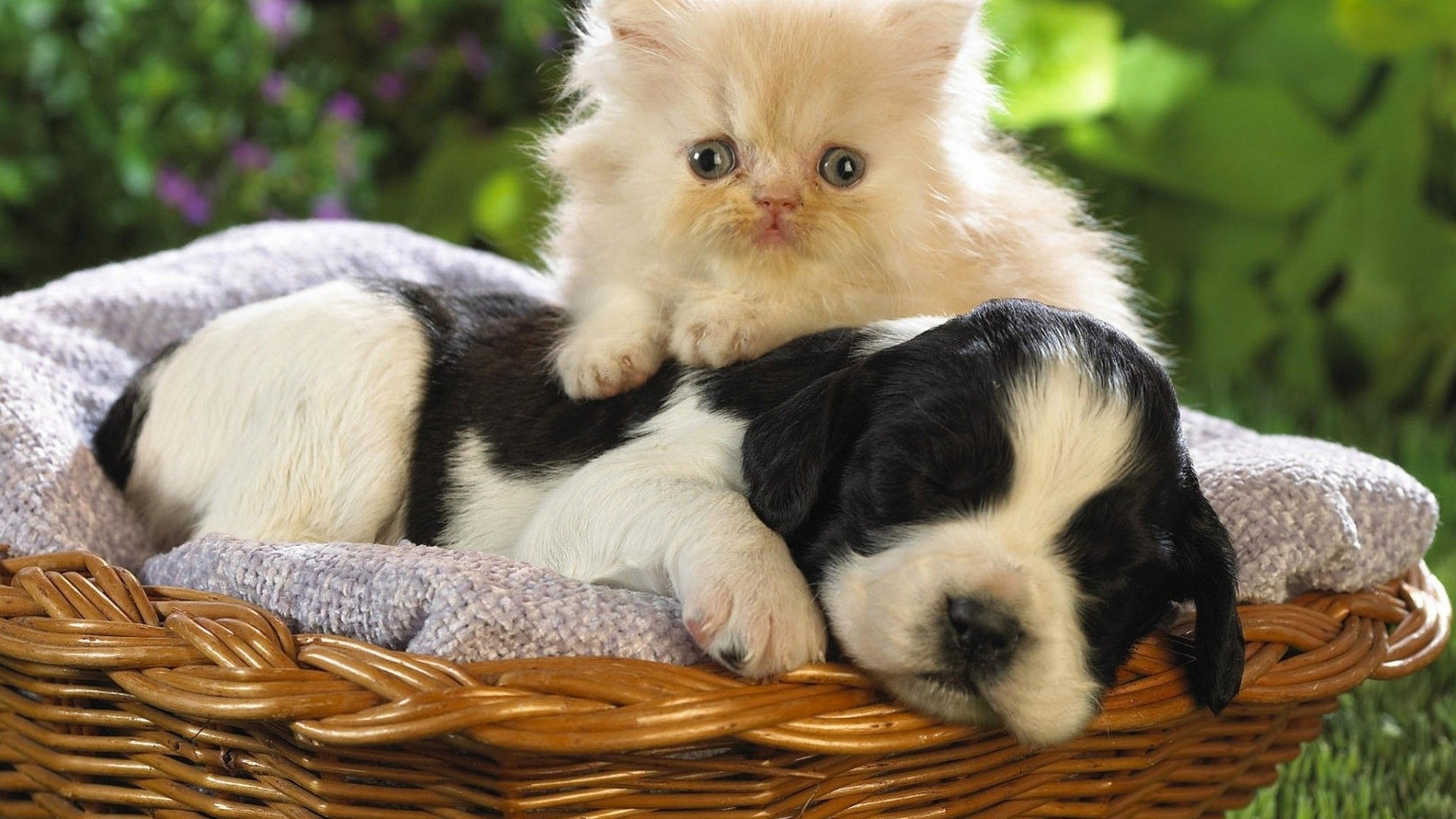 Kitten Puppy Basket Bed