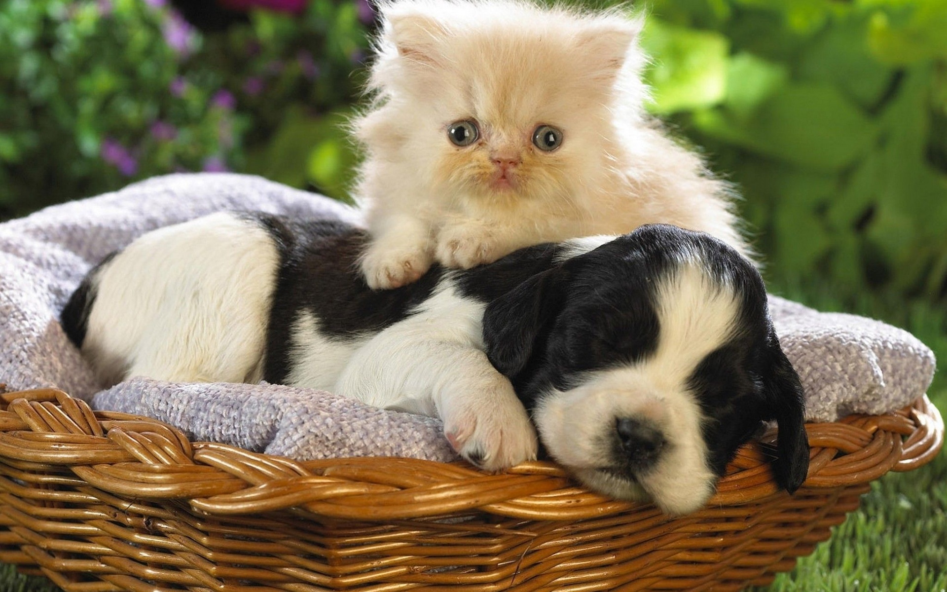 Kitten Puppy Basket Bed